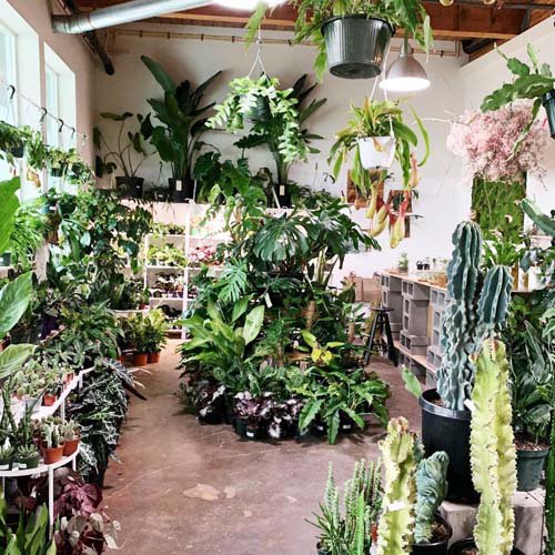 Arium Botanicals